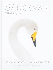 Sångsvan : Tillbaka i ljuset